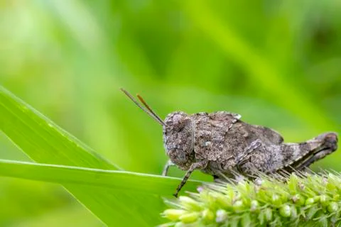 Grasshopper Stock Photos
