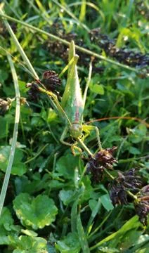 GRASSHOPPER Stock Photos