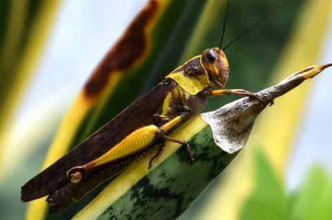 Grasshopper Stock Photos