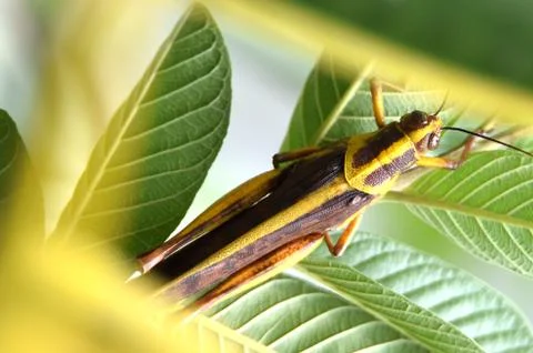 Grasshopper Stock Photos