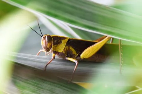 Grasshopper Stock Photos