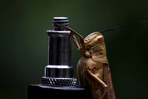 Grasshopper Stock Photos