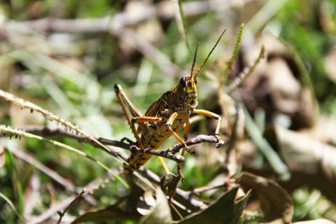 Grasshopper Stock Photos