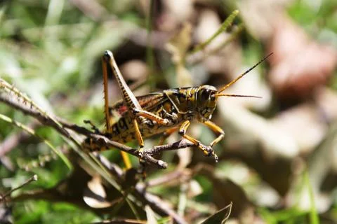 Grasshopper Stock Photos
