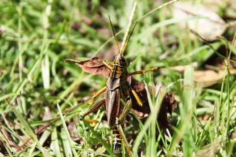 Grasshopper Stock Photos