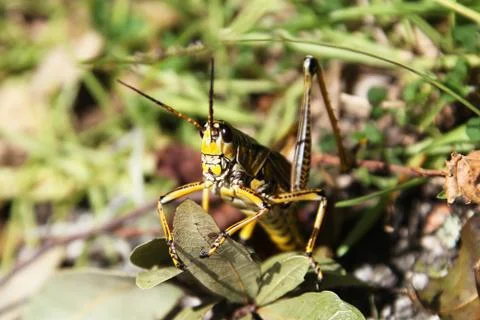 Grasshopper Stock Photos