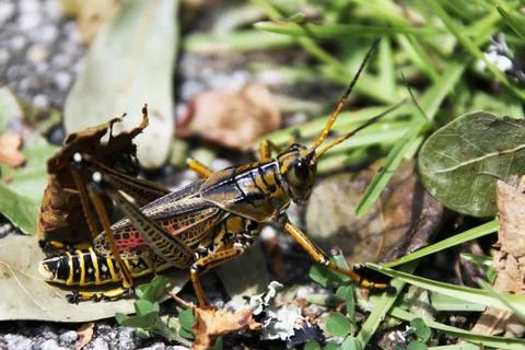 Grasshopper Stock Photos