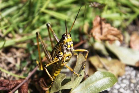 Grasshopper Stock Photos
