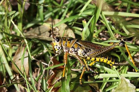 Grasshopper Stock Photos
