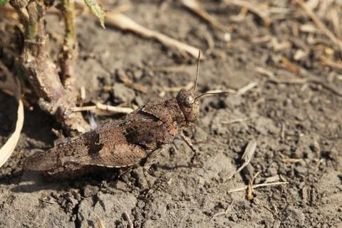 Grasshopper Stock Photos