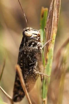 Grasshopper Stock Photos