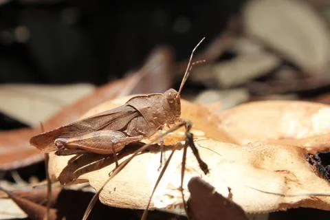 Grasshopper Stock Photos