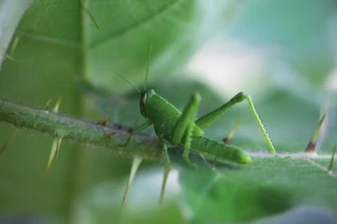 Grasshopper Stock Photos