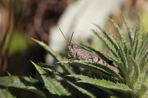 Grasshopper Stock Photos