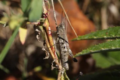 Grasshopper Stock Photos