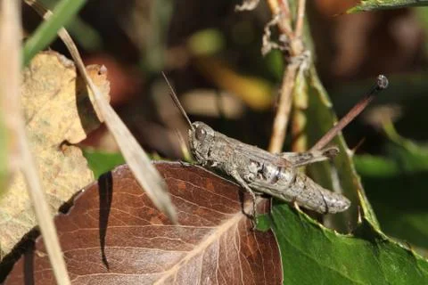 Grasshopper Stock Photos