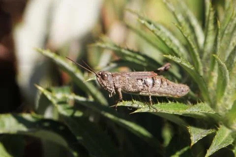 Grasshopper Stock Photos