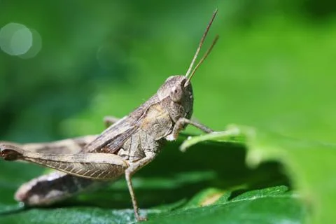 Grasshopper Stock Photos