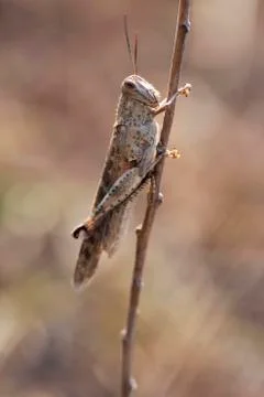 Grasshopper Stock Photos