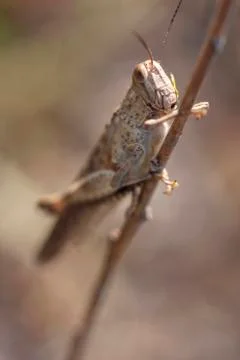 Grasshopper Stock Photos