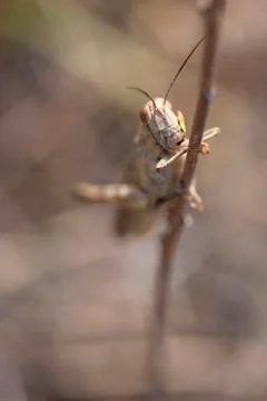 Grasshopper 写真素材