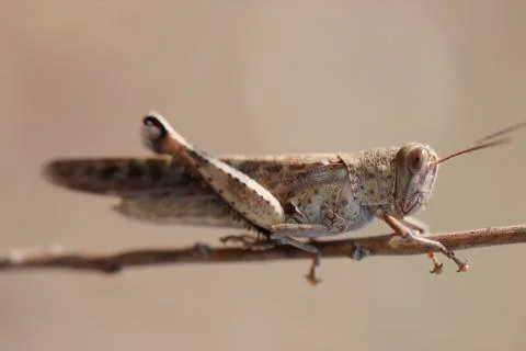 Grasshopper Stock Photos