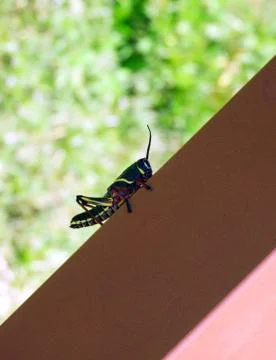 Grasshopper Foto stock