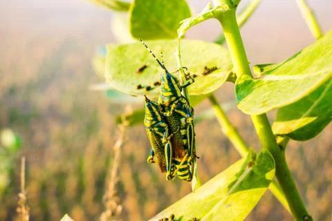 Grasshopper Stock Photos