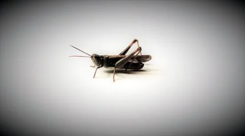 Grasshopper Stock Photos