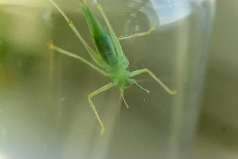 Grasshopper Stock Photos
