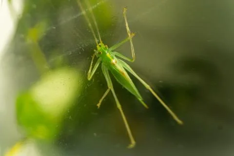 Grasshopper Stock Photos