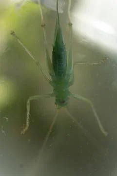 Grasshopper Stock Photos