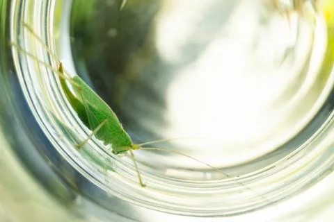 Grasshopper Stock Photos