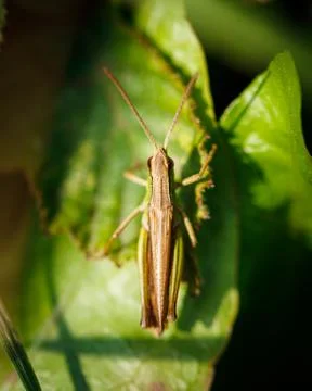 Grasshopper Stock Photos