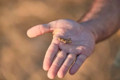 Grasshopper Stock Photos