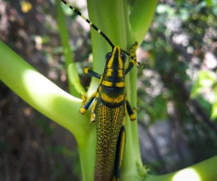 Grasshopper Stock Photos