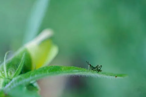 GRASSHOPPER Stock Photos