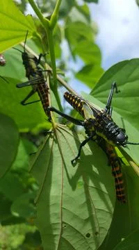 Grasshopper Stock Photos