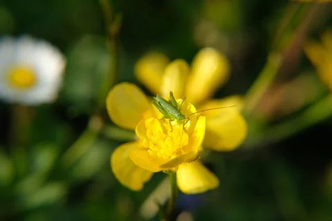 Grasshopper Stock-Fotos