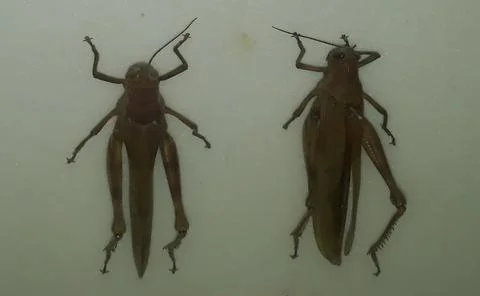 Grasshopper 스톡 사진