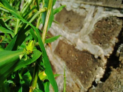 Grasshopper Stock Photos