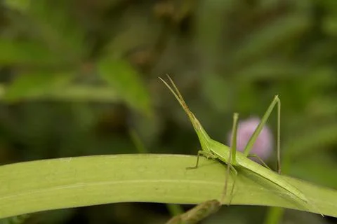 Grasshopper Stock Photos