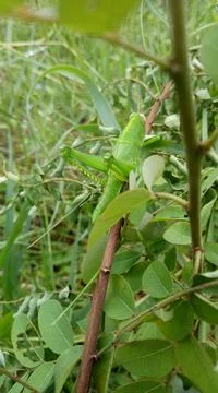 Grasshopper Stock Photos