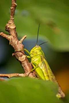 Grasshopper Stock Photos