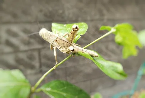 Grasshopper Stock Photos