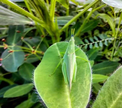 Grasshopper Stock Photos