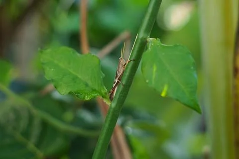 Grasshopper Stock Photos