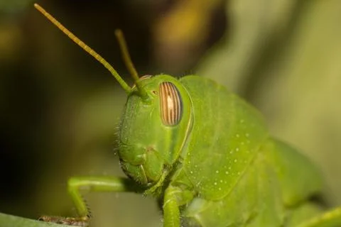Grasshopper Foto stock