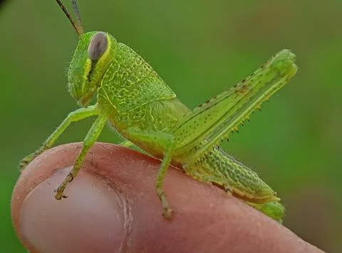 Grasshopper Stock Photos