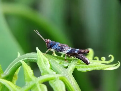Grasshopper Stock Photos